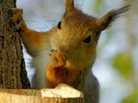 Гра Пазли природа