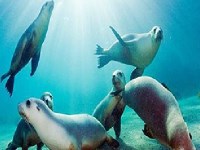 Гра Пазл морські котики