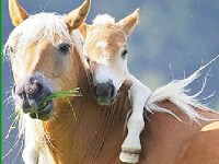 Гра Пазли коні